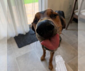 JAX #3 - Male Doberman Pinscher-Unknown Mix Dog for Adoption - Photo #3