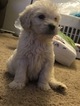 Small Photo #65 Goldendoodle Puppy For Sale in VACAVILLE, CA, USA