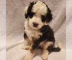 Small Photo #3 Miniature Bernedoodle Puppy For Sale in O FALLON, MO, USA