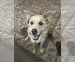 Small #1 Alaskan Malamute-Huskies  Mix