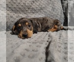 Small Photo #11 Dachshund Puppy For Sale in BON AQUA, TN, USA