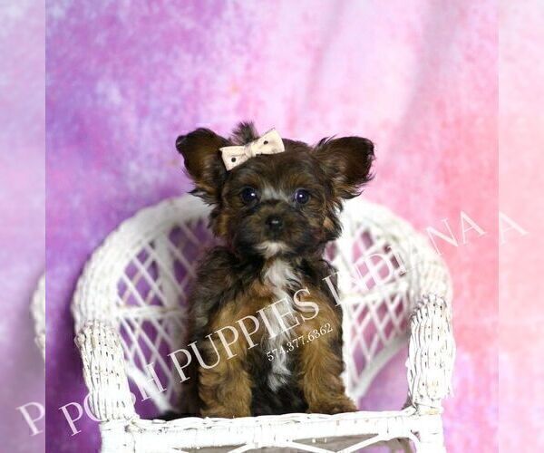 Medium Photo #5 Yorkipoo Puppy For Sale in WARSAW, IN, USA