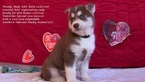 Small Photo #4 Siberian Husky Puppy For Sale in LAURENS, SC, USA
