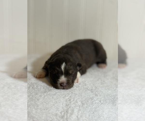 Medium Photo #3 Siberian Husky Puppy For Sale in HEMET, CA, USA