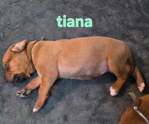 Medium Rhodesian Ridgeback