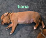 Puppy Puppy 1 Tiana Rhodesian Ridgeback