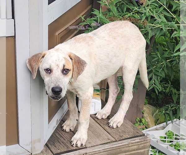 Medium Photo #2 Mutt Puppy For Sale in Marine City, MI, USA