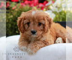 Small #2 Cavapoo (Miniature)