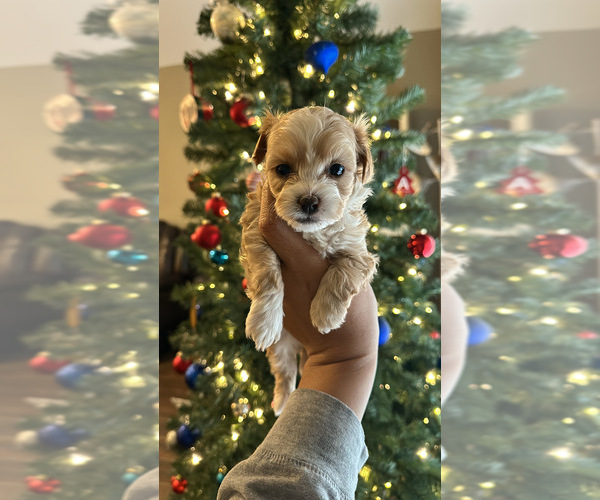 Medium Photo #10 Maltipoo Puppy For Sale in EL PASO, TX, USA