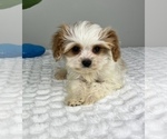 Small Photo #7 Cavapoo Puppy For Sale in FRANKLIN, IN, USA