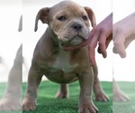 Small Photo #20 American Bully Puppy For Sale in SANTA CRUZ, CA, USA