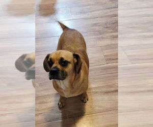 Puggle Dogs for adoption in Rootstown, OH, USA