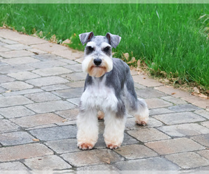 Mother of the Schnauzer (Miniature) puppies born on 07/14/2025