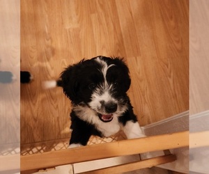 Aussiedoodle Miniature  Puppy for sale in CLEBURNE, TX, USA