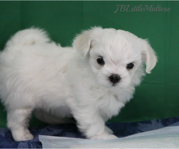 Medium Photo #3 Maltese Puppy For Sale in Kakabeka Falls, Ontario, Canada