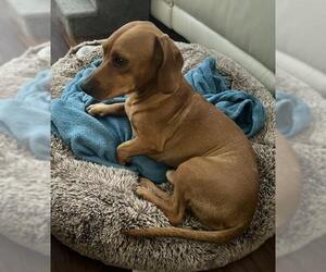 Doxle Dogs for adoption in Los Angeles, CA, USA