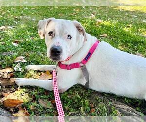 Mutt Dogs for adoption in Santa Rosa, CA, USA