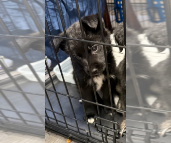 Medium Photo #1 Alaskan Husky-German Shepherd Dog Mix Puppy For Sale in Edmonton, Alberta, Canada