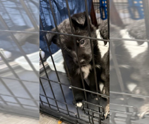 Alaskan Husky-German Shepherd Dog Mix Puppy for sale in Edmonton, Alberta, Canada