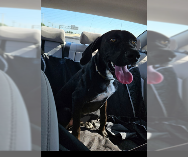Medium Photo #5 Labrador Retriever-Unknown Mix Puppy For Sale in McKinney, TX, USA
