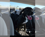 Small #4 Labrador Retriever Mix