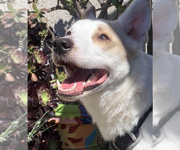 Medium Photo #4 Jack Russell Terrier-Unknown Mix Puppy For Sale in Dana Point, CA, USA
