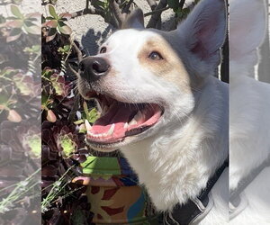 Jasper - Male Jack Russell Terrier-Unknown Mix Dog for Adoption - Photo #4