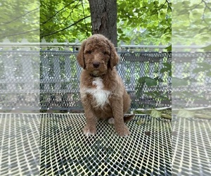 Goldendoodle-Poodle (Standard) Mix Puppy for sale in LEICESTER, NC, USA
