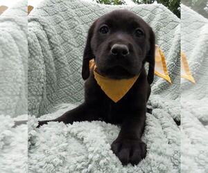 Labrador Retriever Dogs for adoption in Grovertown, IN, USA