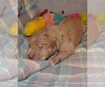 Small Photo #83 Great Dane Puppy For Sale in SPRAGGS, PA, USA