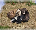 Small Photo #1 Aussiedoodle Puppy For Sale in MONMOUTH, OR, USA