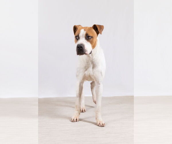 Medium Photo #7 Mutt Puppy For Sale in Rowlett, TX, USA