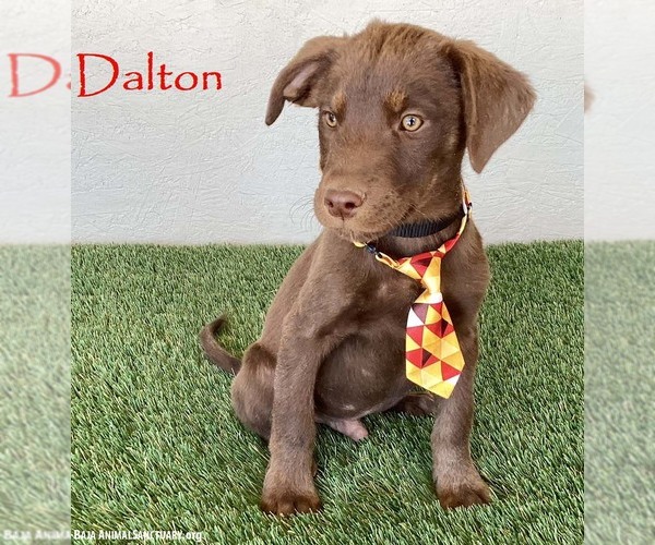 Medium Photo #1 Chocolate Labrador retriever-Unknown Mix Puppy For Sale in San Diego, CA, USA