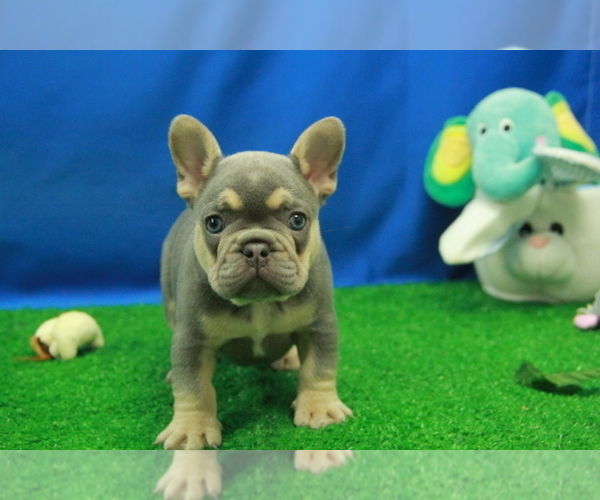 Medium Photo #1 French Bulldog Puppy For Sale in HICKORY, NC, USA
