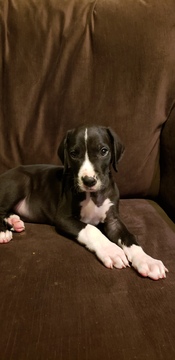 Medium Photo #1 Great Dane Puppy For Sale in CHIPPEWA FALLS, WI, USA