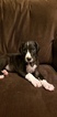 Small Photo #1 Great Dane Puppy For Sale in CHIPPEWA FALLS, WI, USA