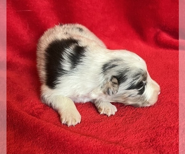 Medium Photo #5 Shel-Aussie Puppy For Sale in FORT MORGAN, CO, USA
