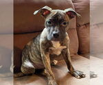 Small American Pit Bull Terrier-American Staffordshire Terrier Mix