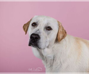 Great Pyrenees-Unknown Mix Dogs for adoption in Houston, TX, USA
