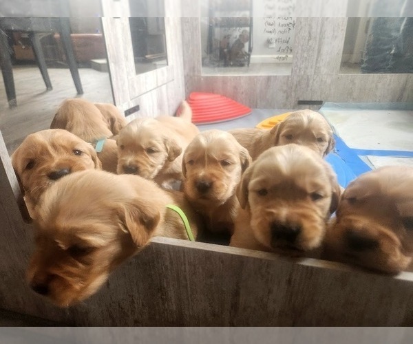 Medium Photo #5 Golden Retriever Puppy For Sale in ELMER, NJ, USA
