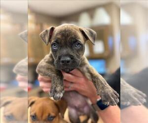 American Pit Bull Terrier-Unknown Mix Dogs for adoption in Conroe, TX, USA