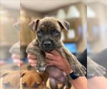 Small American Pit Bull Terrier Mix