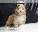 Small Photo #4 Poodle (Toy) Puppy For Sale in WARSAW, IN, USA