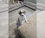 Small #20 Aussiedoodle