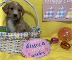 Small Photo #14 English Cream Golden Retriever-Poodle (Standard) Mix Puppy For Sale in DEARBORN, MO, USA
