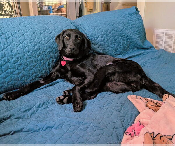 Medium Photo #3 Labrador Retriever Puppy For Sale in Clovis, CA, USA