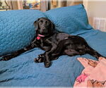 Small #2 Labrador Retriever