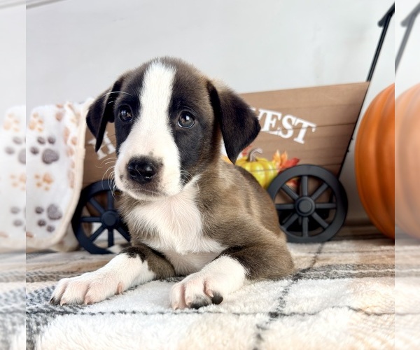 Medium Photo #4 Border Collie Puppy For Sale in GREENFIELD, IN, USA
