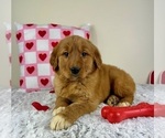 Small Photo #3 Golden Retriever Puppy For Sale in GREENFIELD, IN, USA