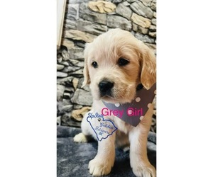 English Cream Golden Retriever Puppy for sale in BOILING SPGS, SC, USA